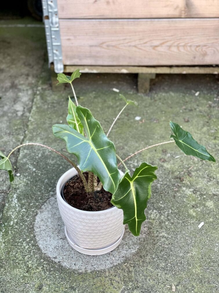 Zdjęcie rośliny Alocasia Sarian, ujęcie 3