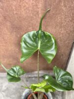 Zdjęcie rośliny Alocasia Stingray, ujęcie 1