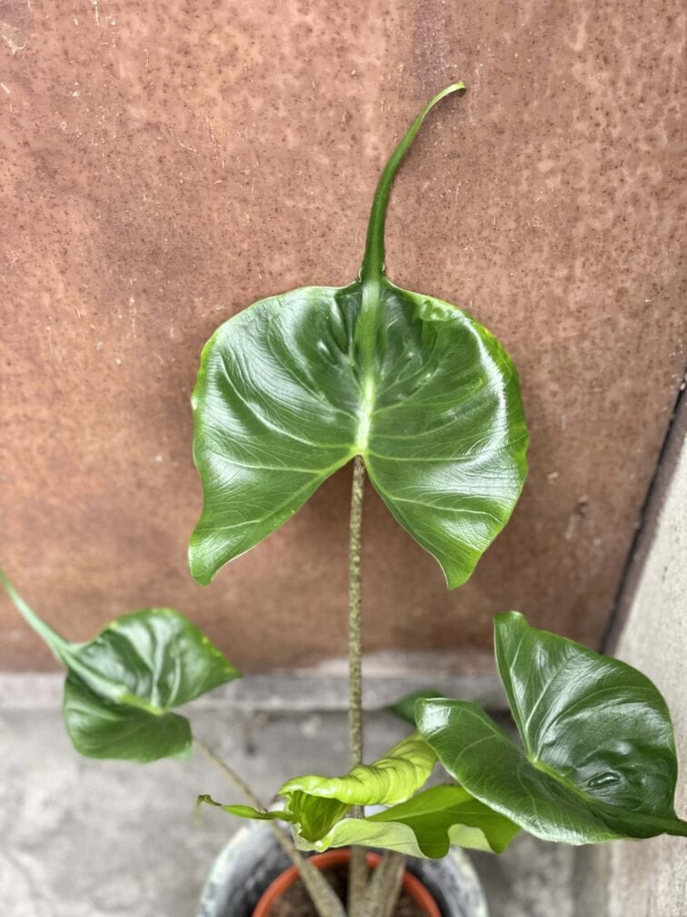 Zdjęcie rośliny Alocasia Stingray, ujęcie 1