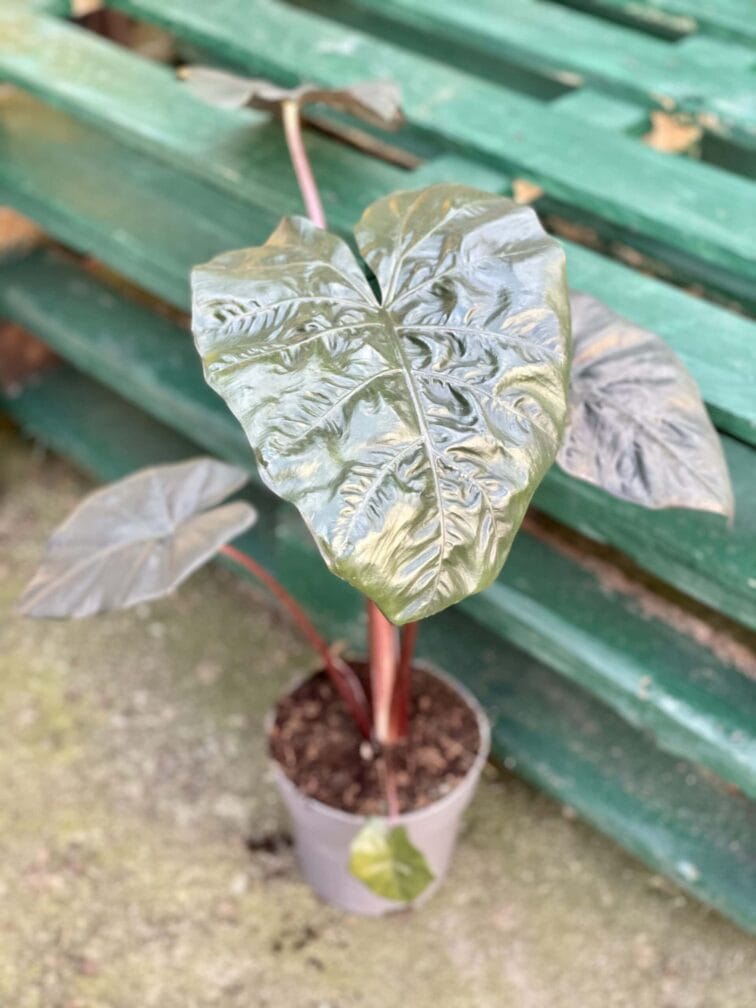 alocasia-yucatan-princess_17x65-1_1619265962.jpg Zdjęcie rośliny Alocasia Yucatan Princess, ujęcie 1