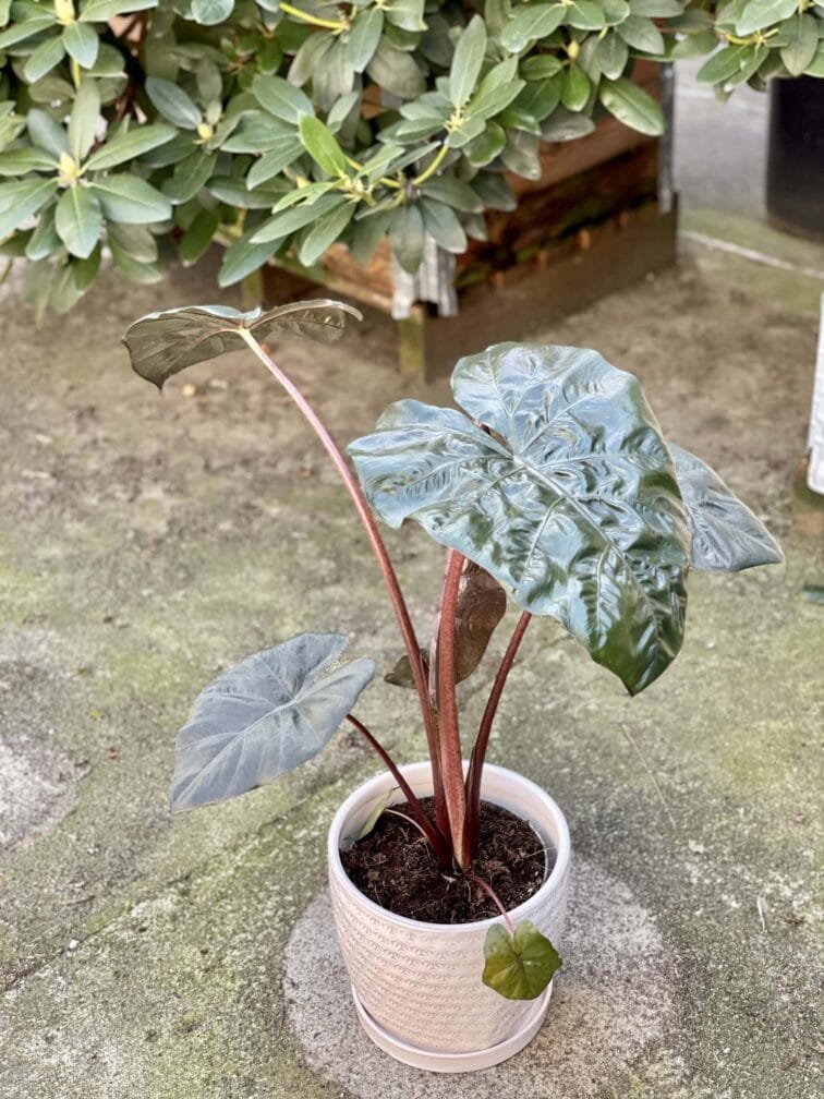 Zdjęcie rośliny Alocasia Yucatan Princess, ujęcie 2