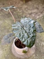Zdjęcie rośliny Alocasia Yucatan Princess, ujęcie 3