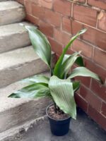 Zdjęcie rośliny Aspidistra elatior, ujęcie 1
