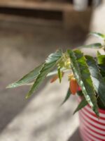 Zdjęcie rośliny Begonia Bonfire, ujęcie 2
