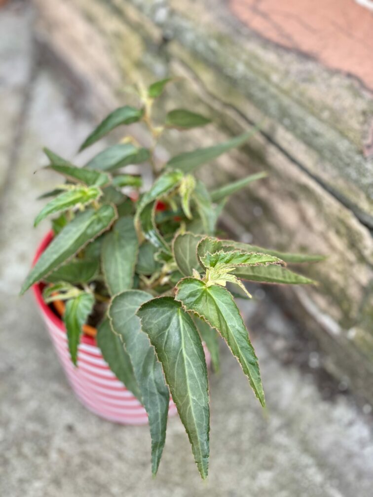 Zdjęcie rośliny Begonia Bonfire, ujęcie 3