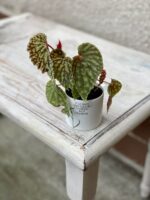 Zdjęcie rośliny Begonia chlorosticta dark form, ujęcie 1