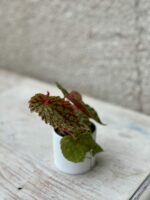 Zdjęcie rośliny Begonia chlorosticta dark form, ujęcie 3