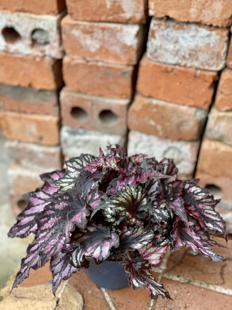 Zdjęcie rośliny Begonia rex Helen Teupel, ujęcie 1