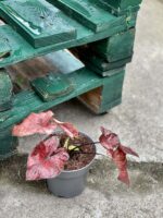 Zdjęcie rośliny Caladium Bubble, ujęcie 1