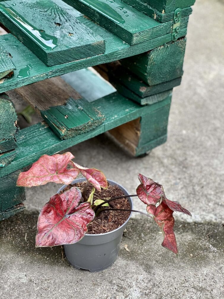 Zdjęcie rośliny Caladium Bubble, ujęcie 1