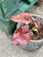Zdjęcie rośliny Caladium Bubble, ujęcie 2