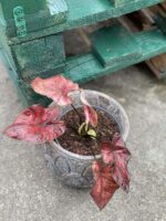 Zdjęcie rośliny Caladium Bubble, ujęcie 3