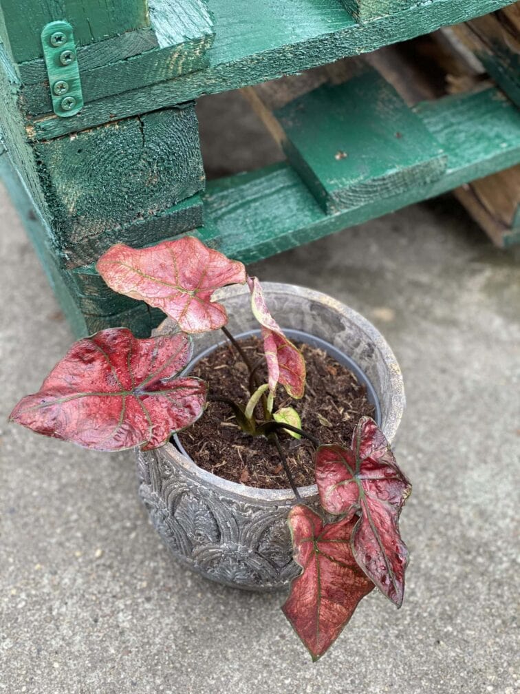 Zdjęcie rośliny Caladium Bubble, ujęcie 3