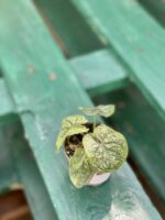 Zdjęcie rośliny Caladium White Christmas, ujęcie 1