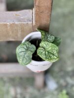 Zdjęcie rośliny Caladium White Christmas, ujęcie 2