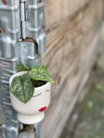 Zdjęcie rośliny Caladium White Christmas, ujęcie 3