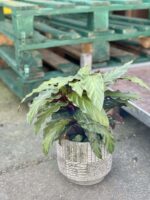 Zdjęcie rośliny Calathea rufibarba, ujęcie 1