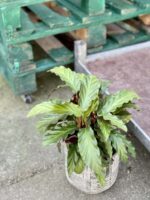 Zdjęcie rośliny Calathea rufibarba, ujęcie 3