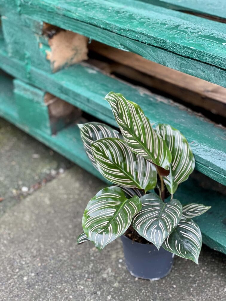 Zdjęcie rośliny Calathea Sanderiana, ujęcie 1