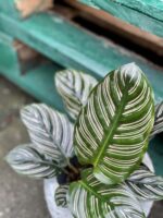 Zdjęcie rośliny Calathea Sanderiana, ujęcie 2