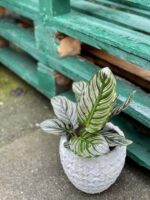 Zdjęcie rośliny Calathea Sanderiana, ujęcie 3