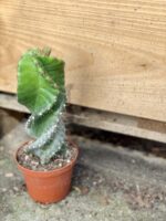 Zdjęcie rośliny Cereus peruvianus, ujęcie 1
