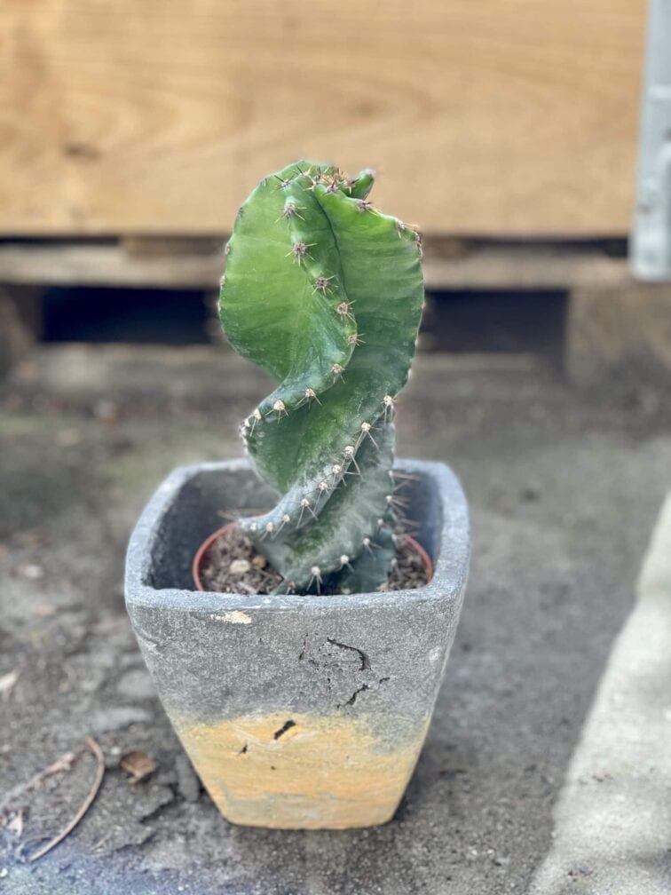 Zdjęcie rośliny Cereus peruvianus, ujęcie 2