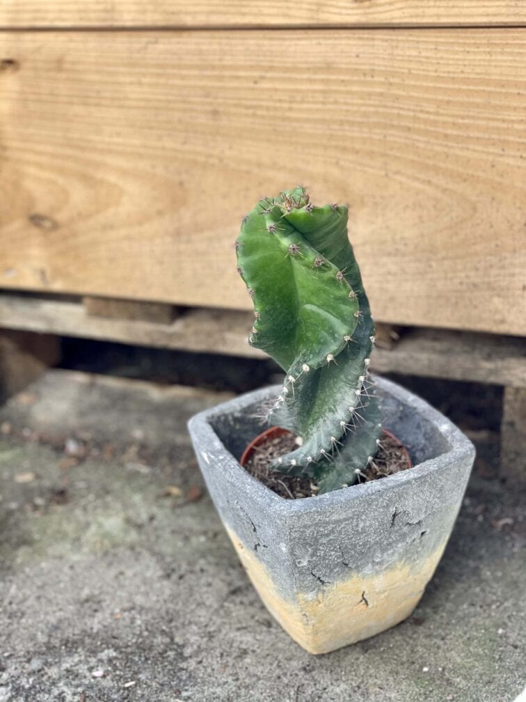 Zdjęcie rośliny Cereus peruvianus, ujęcie 3