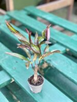 Zdjęcie rośliny Codiaeum variegatum Excellent, ujęcie 2