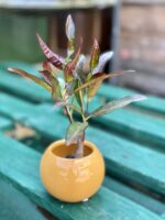 Zdjęcie rośliny Codiaeum variegatum Excellent, ujęcie 3