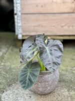 Zdjęcie rośliny Colocasia esculenta Cintho Aloha, ujęcie 1