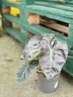 Zdjęcie rośliny Colocasia esculenta Cintho Aloha, ujęcie 2