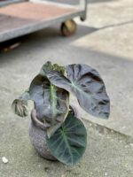 Zdjęcie rośliny Colocasia esculenta Cintho Aloha, ujęcie 3