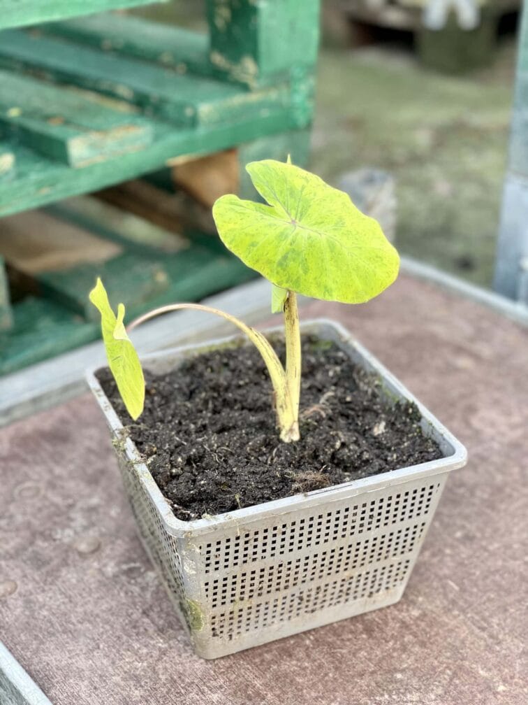colocasia-mojito_18x20-1_1619266088.jpg Zdjęcie rośliny Colocasia Mojito, ujęcie 1