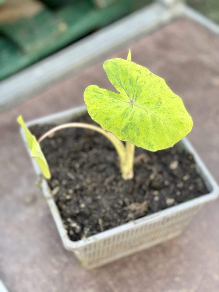 Zdjęcie rośliny Colocasia Mojito, ujęcie 2