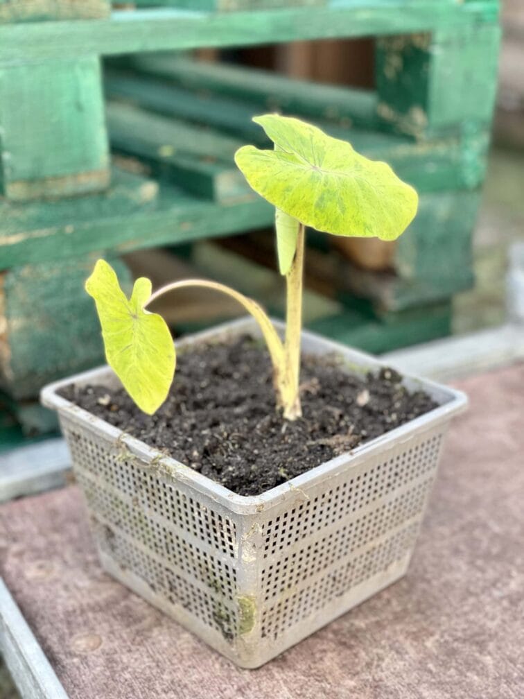Zdjęcie rośliny Colocasia Mojito, ujęcie 3