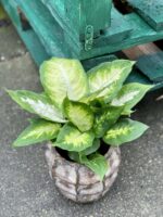 Zdjęcie rośliny Dieffenbachia Camilla, ujęcie 1