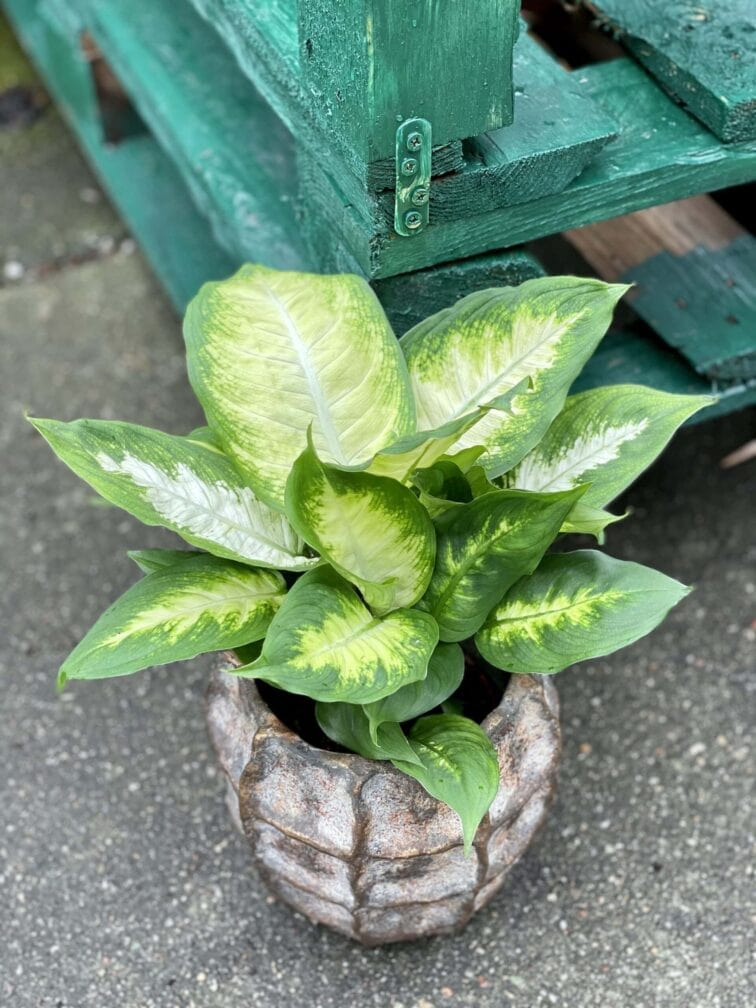dieffenbachia-camilla_12x40-1_1618655933.jpg Zdjęcie rośliny Dieffenbachia Camilla, ujęcie 1