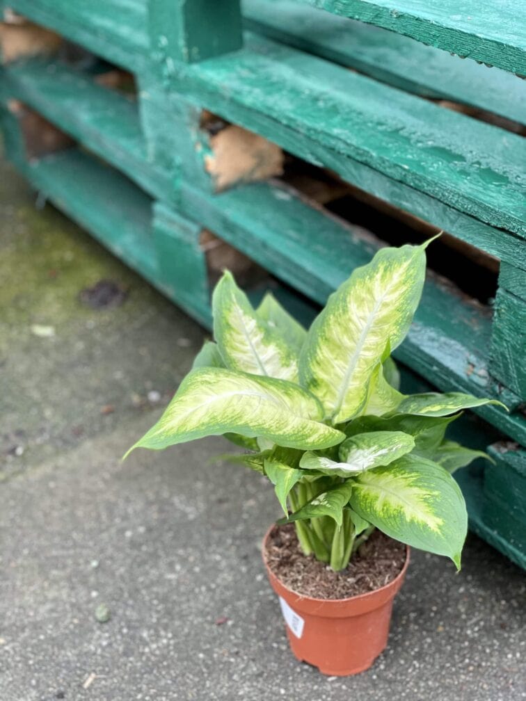 Zdjęcie rośliny Dieffenbachia Camilla, ujęcie 2