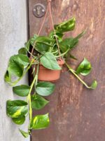 Zdjęcie rośliny Epipremnum Aureum (Epipremnum Złociste), ujęcie 1