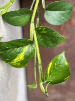 Zdjęcie rośliny Epipremnum Aureum (Epipremnum Złociste), ujęcie 2