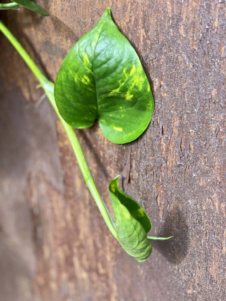 Zdjęcie rośliny Epipremnum Aureum (Epipremnum Złociste), ujęcie 3
