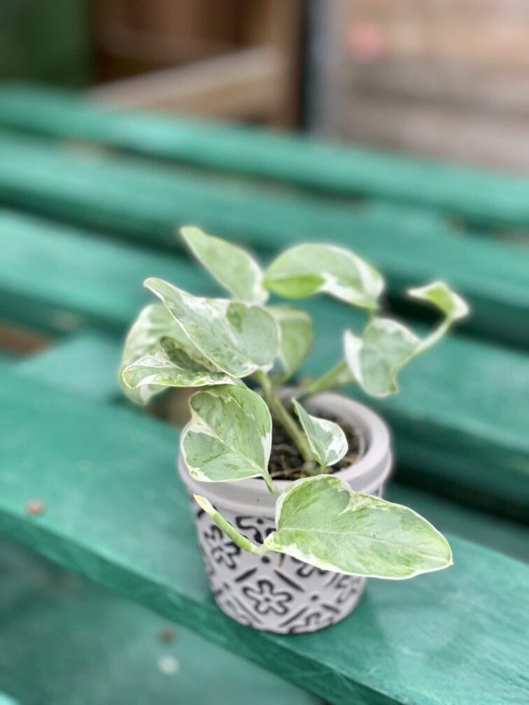 Zdjęcie rośliny Epipremnum White Panter, ujęcie 2