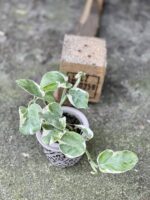 Zdjęcie rośliny Epipremnum White Panter, ujęcie 3