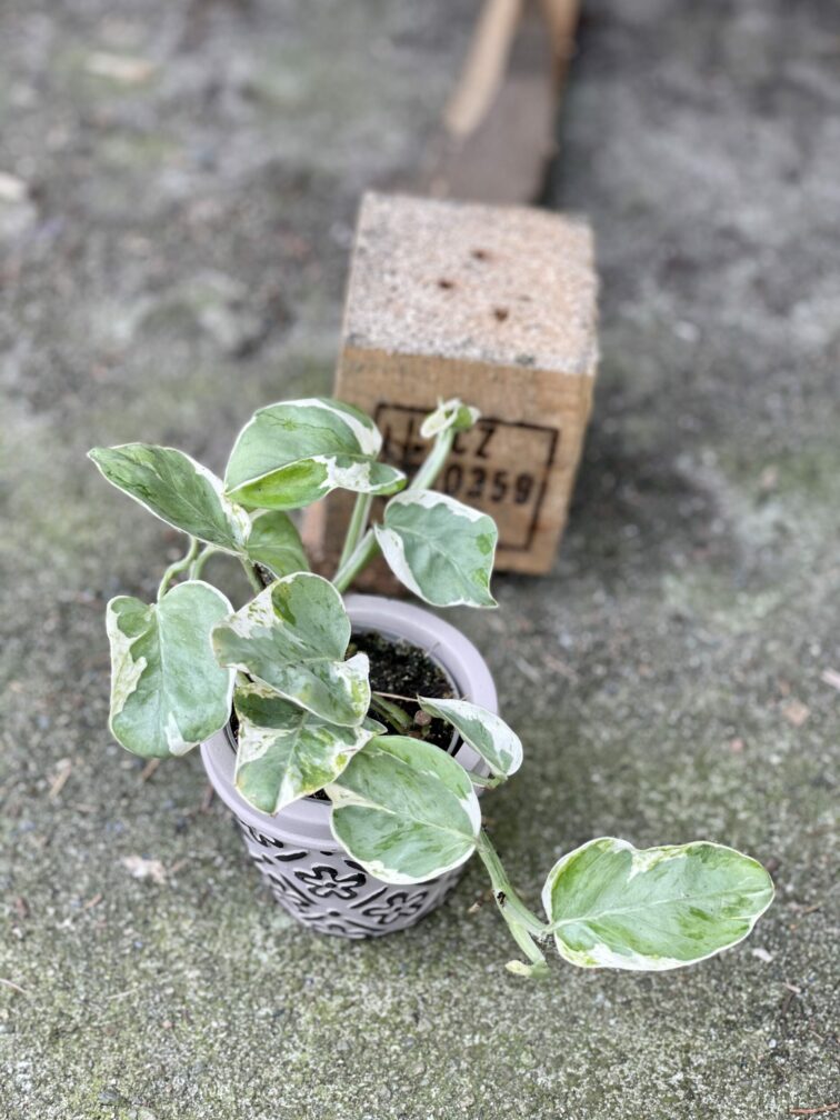 Zdjęcie rośliny Epipremnum White Panter, ujęcie 3