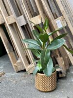 Zdjęcie rośliny Ficus americana tresor, ujęcie 1