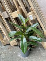 Zdjęcie rośliny Ficus americana tresor, ujęcie 3