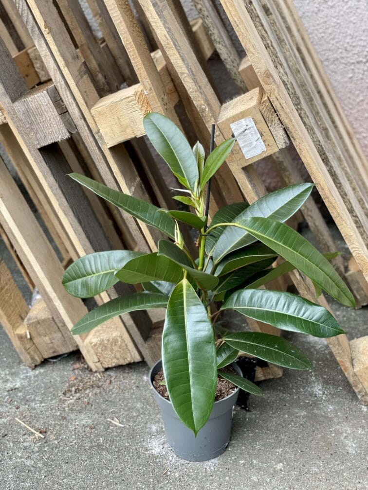 Zdjęcie rośliny Ficus americana tresor, ujęcie 3