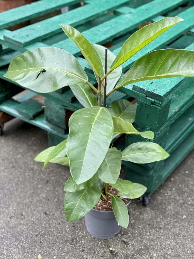 ficus-benghalensis-roy_17x70-1_1618666834.jpg Zdjęcie rośliny Ficus benghalensis Roy (Fikus bengalski Roy), ujęcie 1
