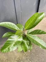Zdjęcie rośliny Ficus benghalensis Roy (Fikus bengalski Roy), ujęcie 3